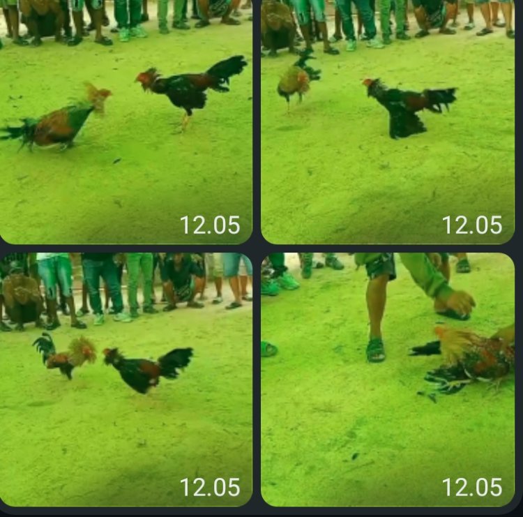 Warga Desa Purun Besar Keluhkan Sabung Ayam Ilegal Aparat Diduga Tutup Mata