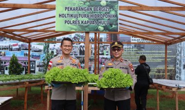 Kapolres Kapuas Hulu Panen Sayuran Hortikultura di Perkarangan Bergizi.