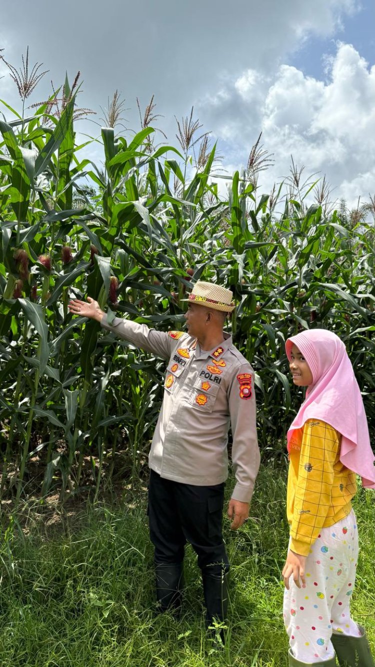 Kapolres Melawi Pimpin Pemupukan Tanaman Jagung