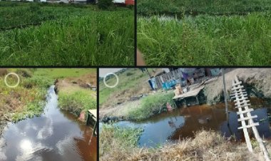 Tragedi Kapuas: Racun Sawit Jeritan Warga dan Diamnya Penguasa