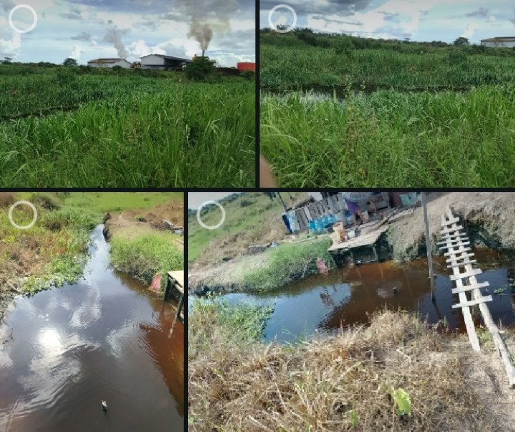 Tragedi Kapuas: Racun Sawit Jeritan Warga dan Diamnya Penguasa