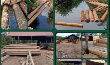 "Genosida Hijau di Kalimantan: Hutan Dibantai, Hukum Bungkam"