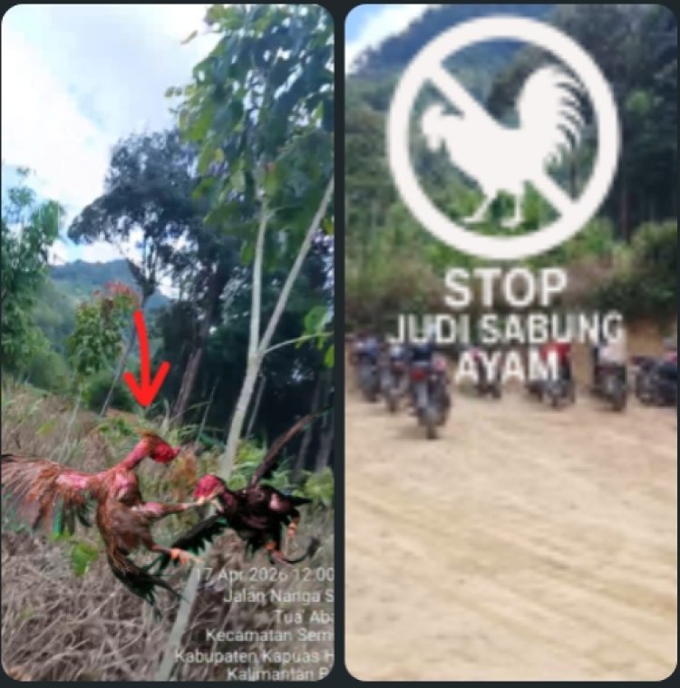 Sabung Ayam Ilegal Kembali Marak di Sekedau Semitau, Warga Desak Polda Kalbar Tindak Tegas